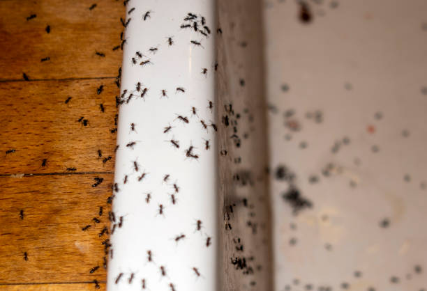 Best Emergency Pest Control  in Lucasville, OH